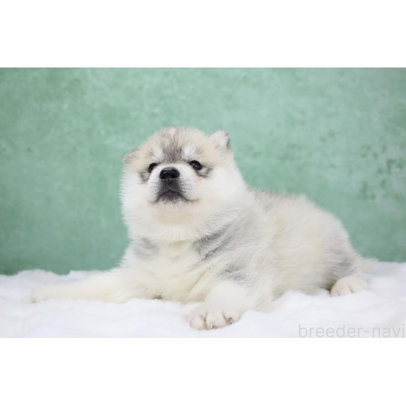 販売中の栃木県のシベリアンハスキー-428258の4枚目