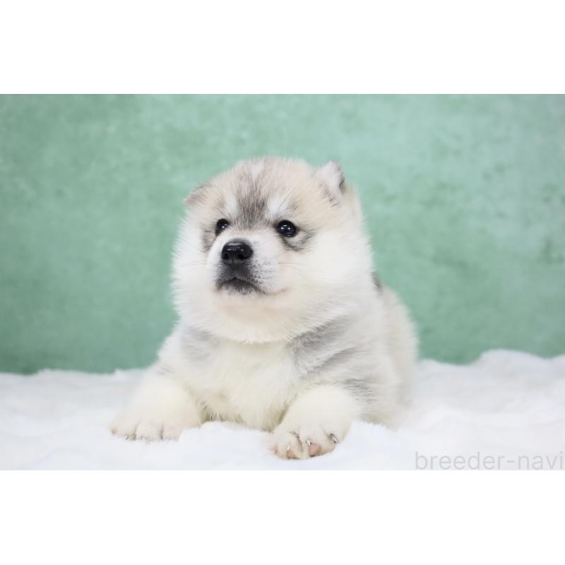 販売中の栃木県のシベリアンハスキー-428258の3枚目