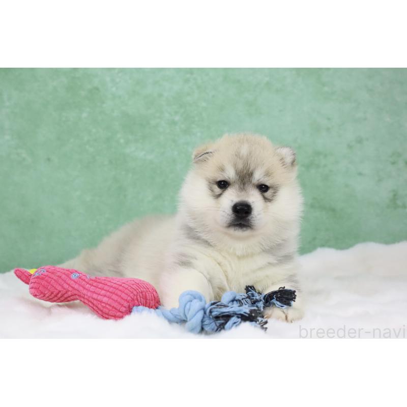 販売中の栃木県のシベリアンハスキー-428258の2枚目