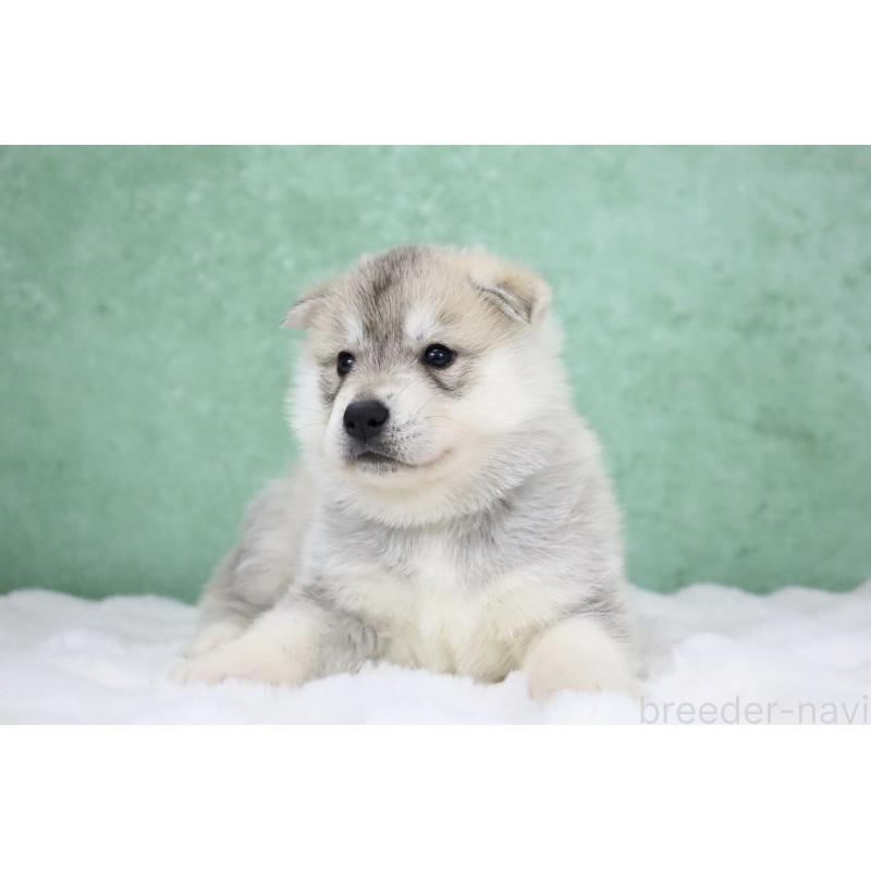 販売中の栃木県のシベリアンハスキー-428259の12枚目