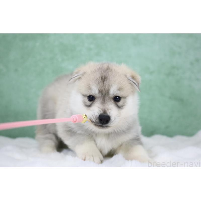 販売中の栃木県のシベリアンハスキー-428259の11枚目