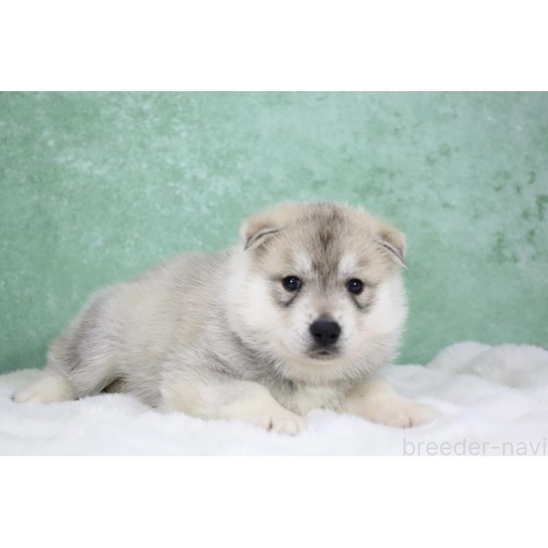 販売中の栃木県のシベリアンハスキー-428259の10枚目