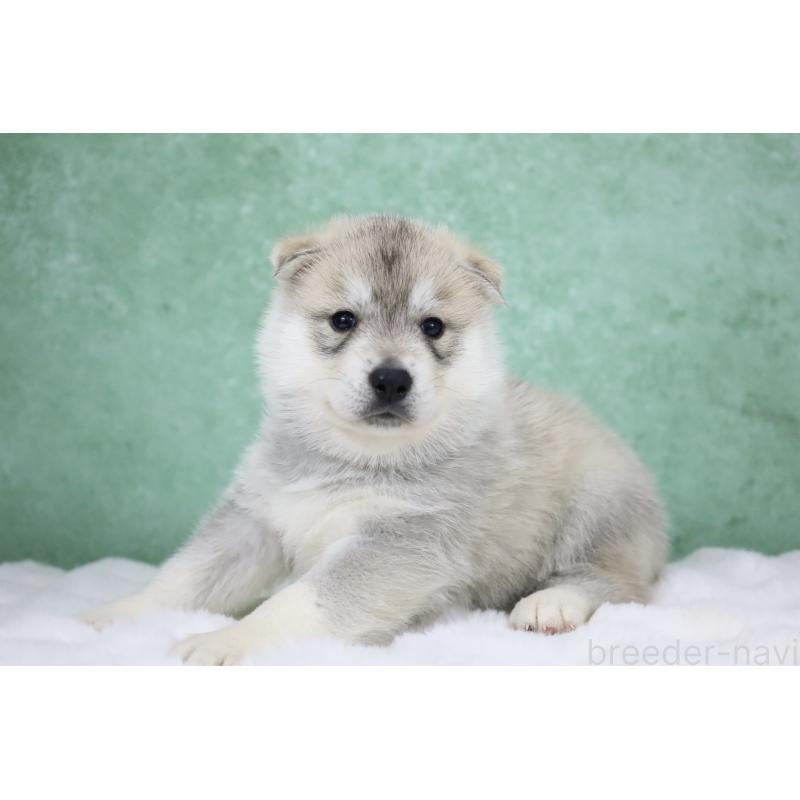 販売中の栃木県のシベリアンハスキー-428259