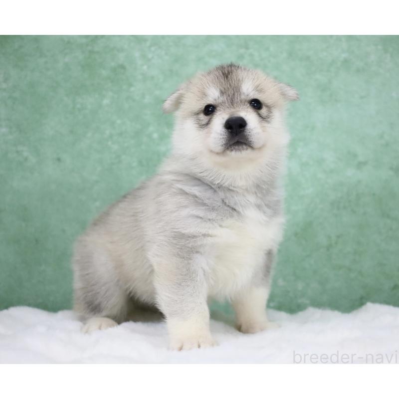 販売中の栃木県のシベリアンハスキー-428259の7枚目