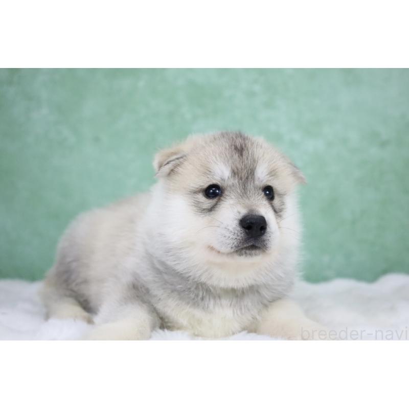 販売中の栃木県のシベリアンハスキー-428259の6枚目