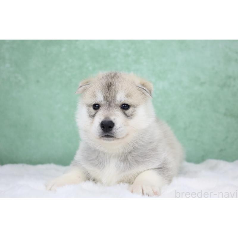 販売中の栃木県のシベリアンハスキー-428259の4枚目