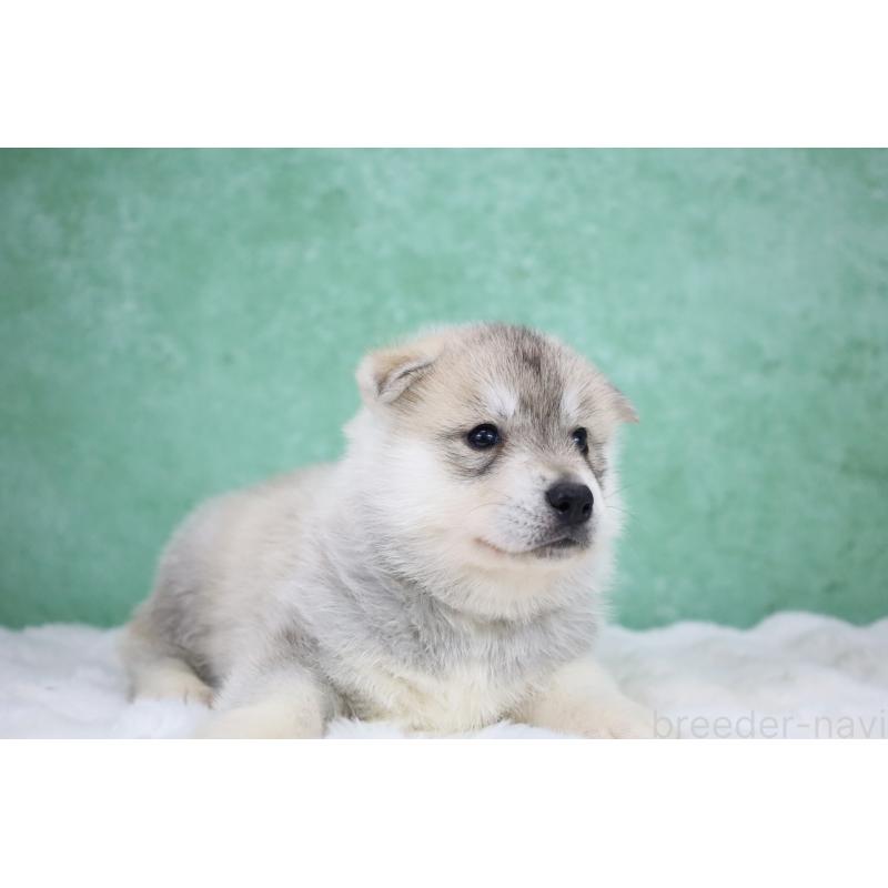 販売中の栃木県のシベリアンハスキー-428259の3枚目