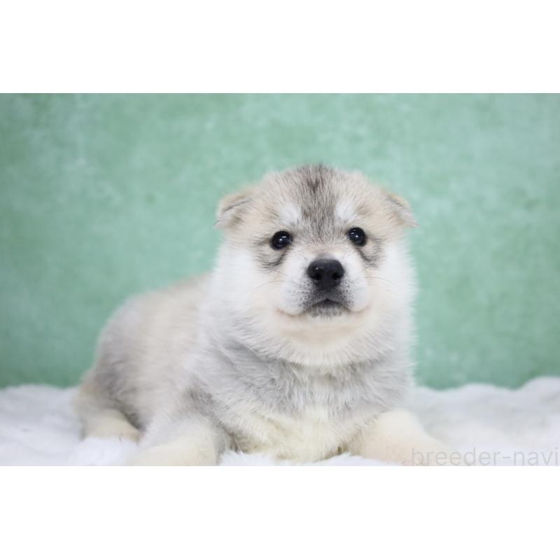 販売中の栃木県のシベリアンハスキー-428259の2枚目