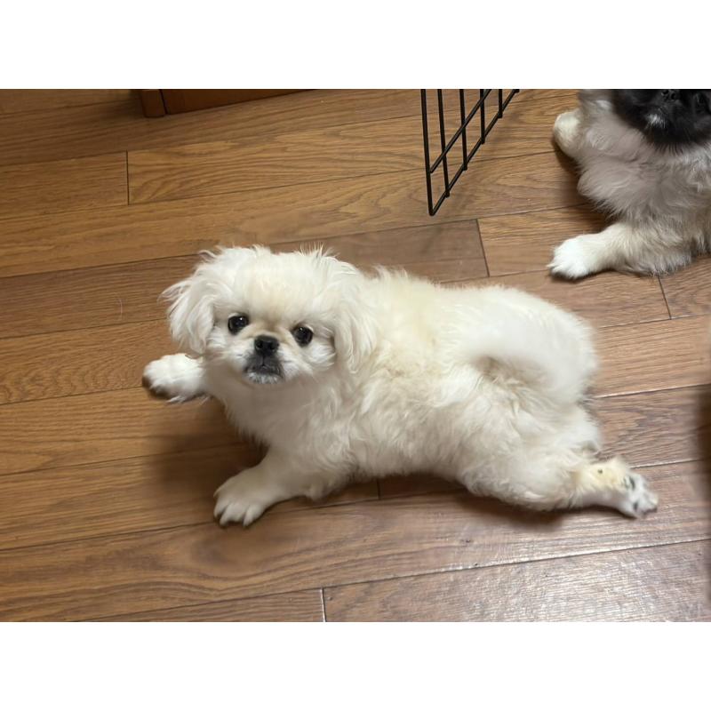 販売中の福岡県のペキニーズ-422506の4枚目