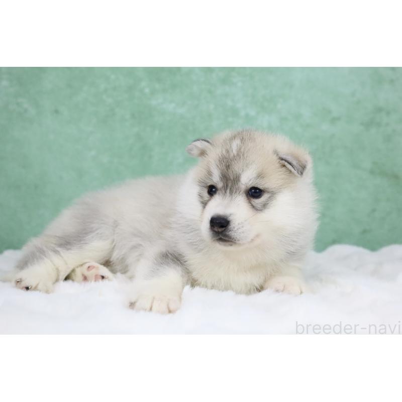 販売中の栃木県のシベリアンハスキー-428261の11枚目