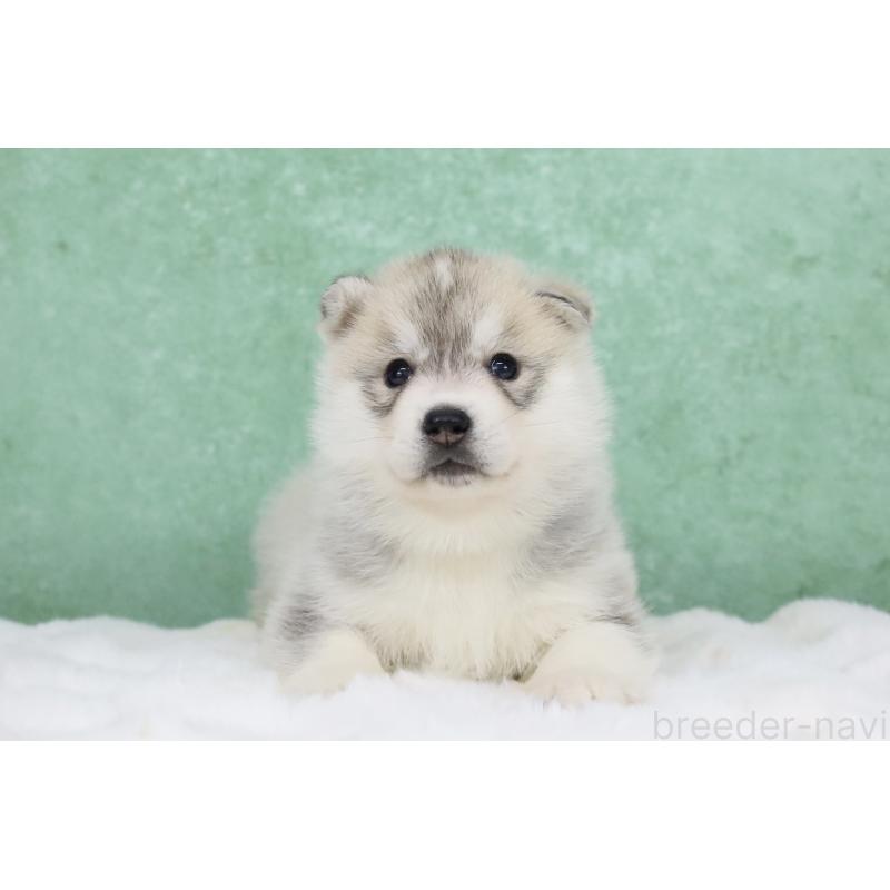 販売中の栃木県のシベリアンハスキー-428261