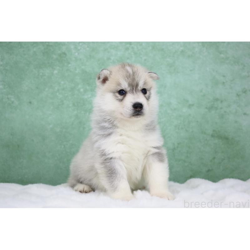 販売中の栃木県のシベリアンハスキー-428261の3枚目