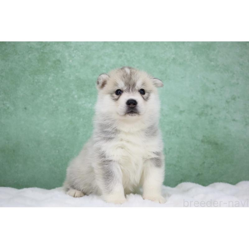 販売中の栃木県のシベリアンハスキー-428261の2枚目