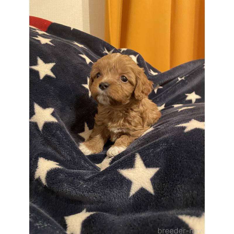 販売中の神奈川県のキャバプー:キャバリア×トイプードル-427106