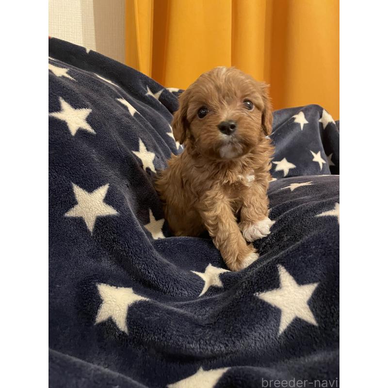 販売中の神奈川県のキャバプー:キャバリア×トイプードル-427106の8枚目