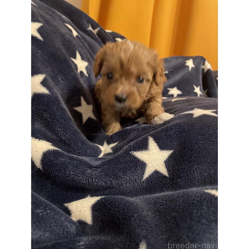 販売中の神奈川県のキャバプー:キャバリア×トイプードル-427106の7枚目