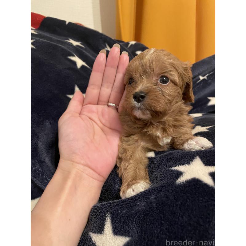 販売中の神奈川県のキャバプー:キャバリア×トイプードル-427106の6枚目