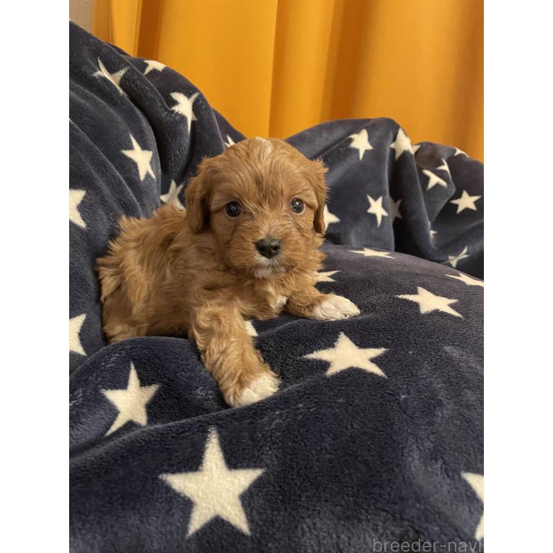 販売中の神奈川県のキャバプー:キャバリア×トイプードル-427106の5枚目