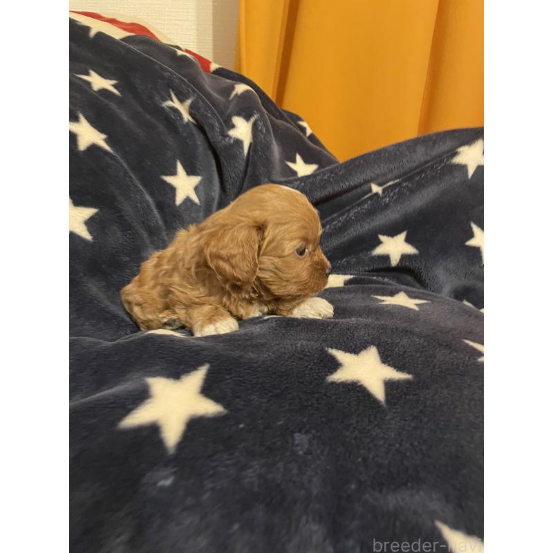 販売中の神奈川県のキャバプー:キャバリア×トイプードル-427106の4枚目