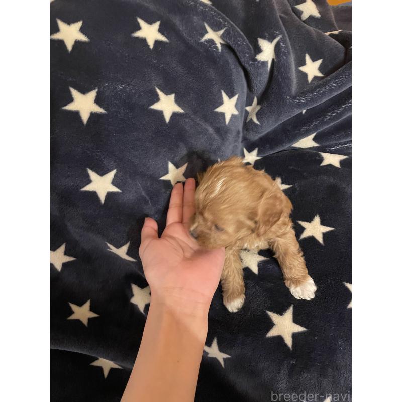 販売中の神奈川県のキャバプー:キャバリア×トイプードル-427106の3枚目