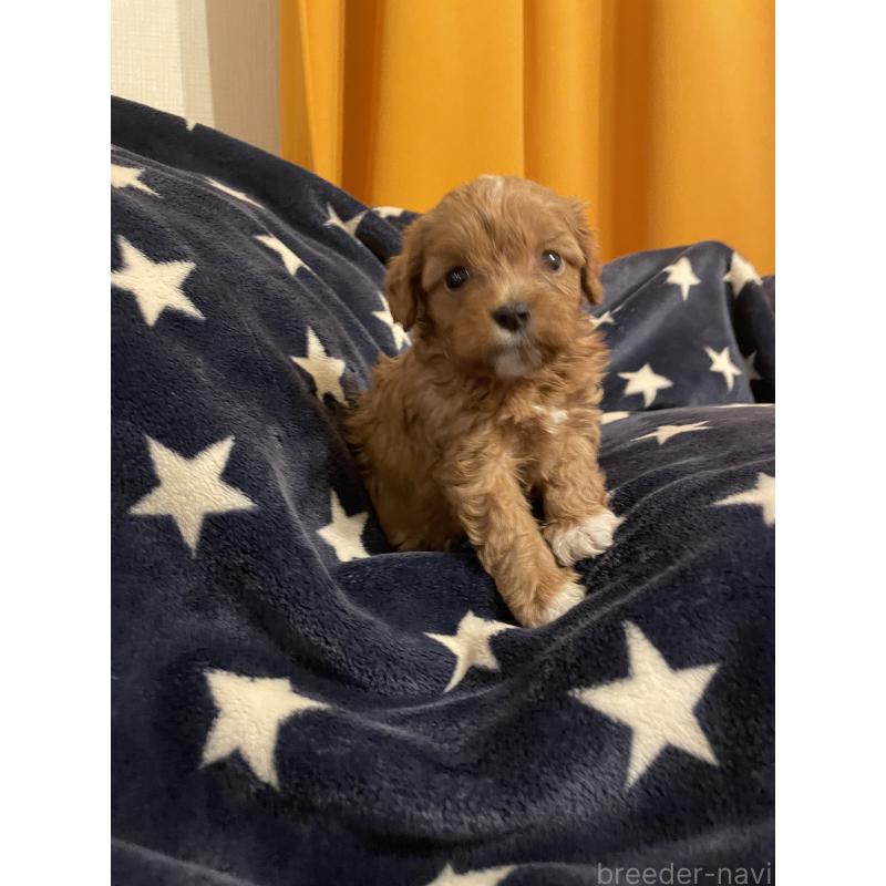 販売中の神奈川県のキャバプー:キャバリア×トイプードル-427106の2枚目