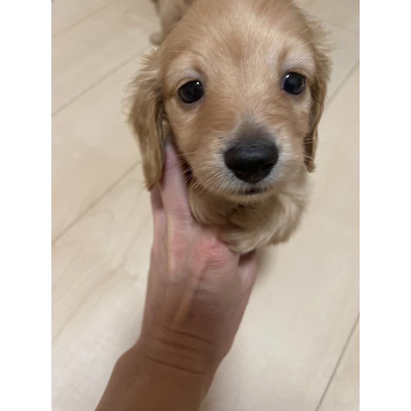 成約済の千葉県のミニチュアダックスフンド(ロングヘアード)-427051の5枚目