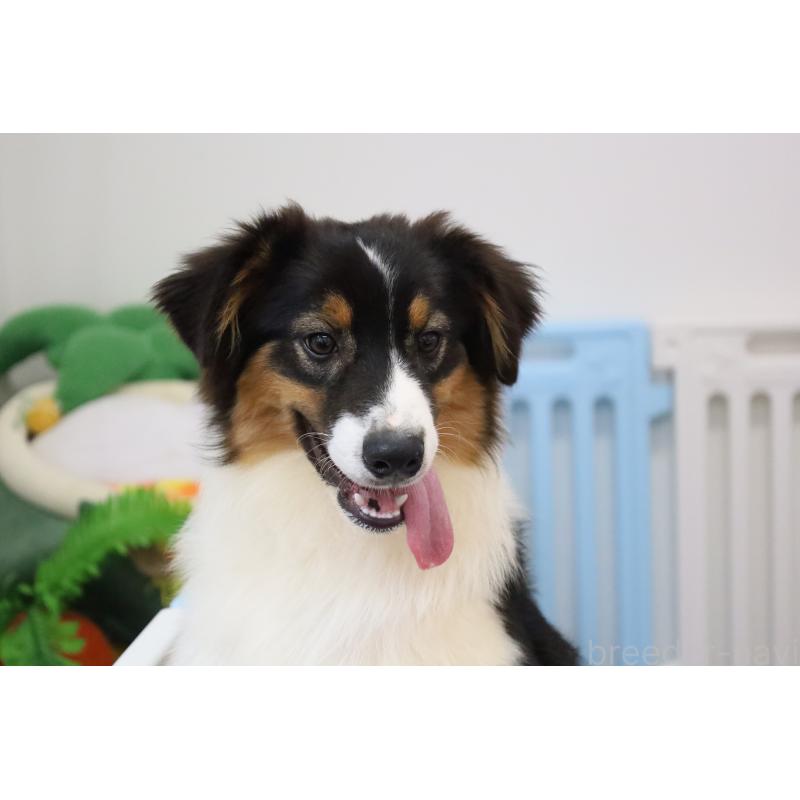 販売中の栃木県のオーストラリアンシェパード-393927の5枚目