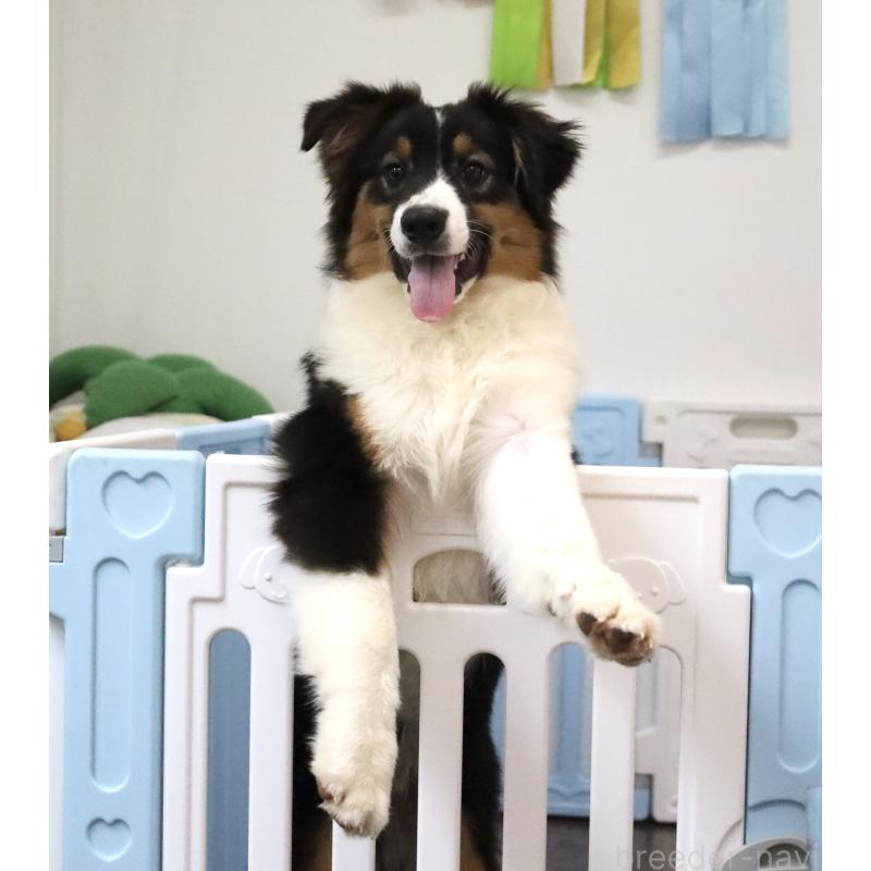 販売中の栃木県のオーストラリアンシェパード-393927の4枚目