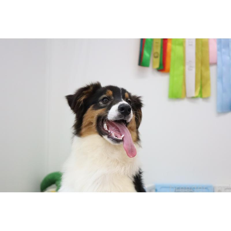 販売中の栃木県のオーストラリアンシェパード-393927の2枚目