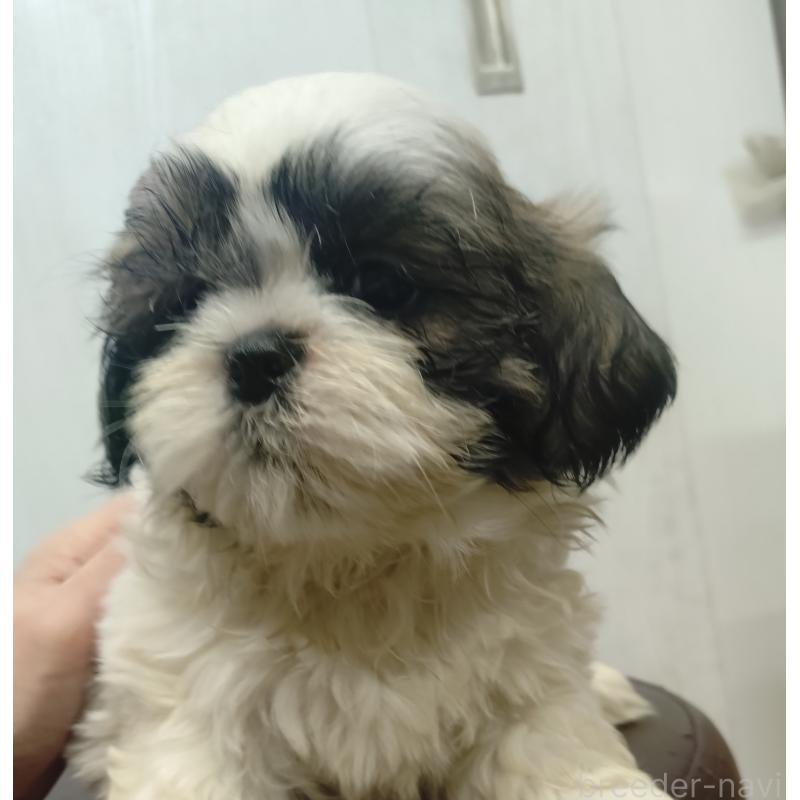 販売中の愛知県のシーズー-428262の12枚目