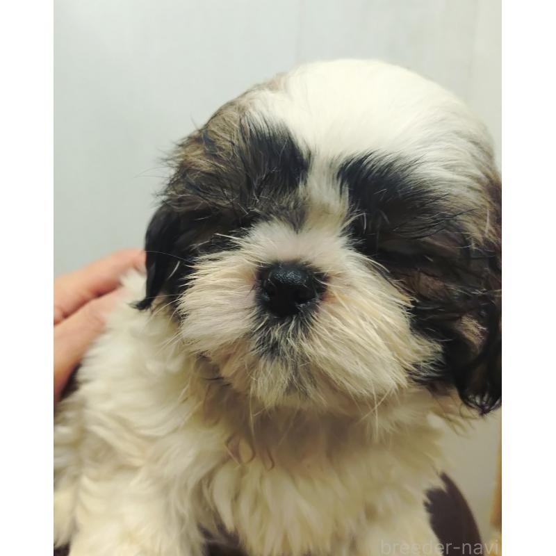 販売中の愛知県のシーズー-428262の11枚目