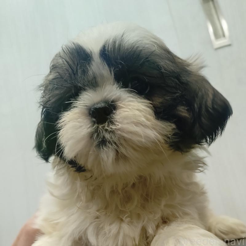 販売中の愛知県のシーズー-428262の10枚目