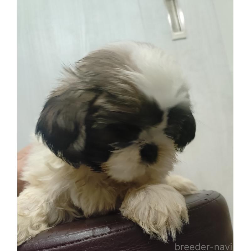 販売中の愛知県のシーズー-428262の9枚目