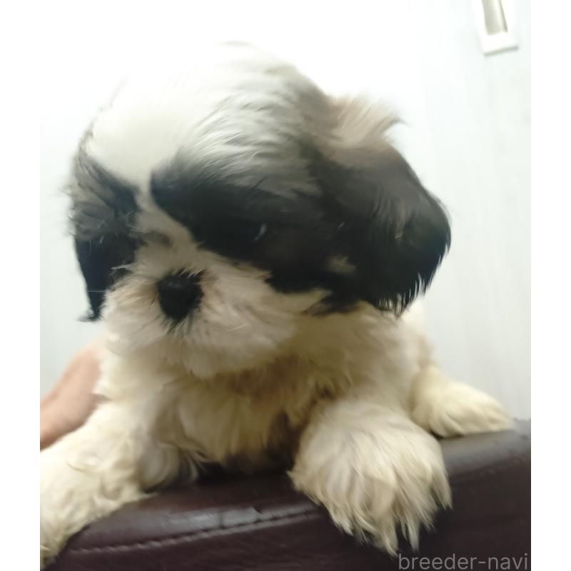 販売中の愛知県のシーズー-428262の8枚目