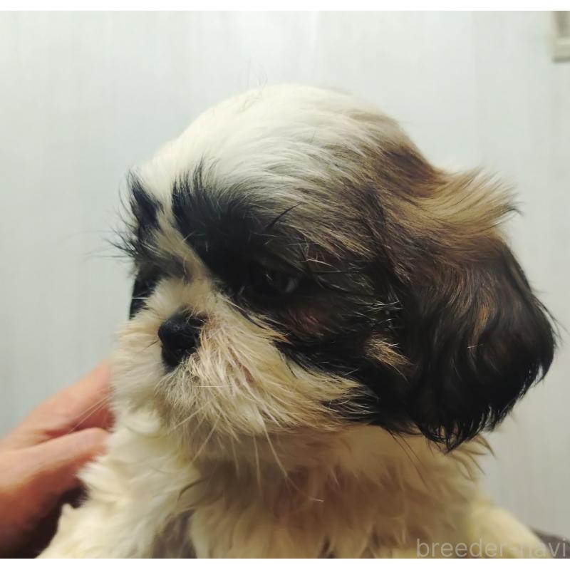 販売中の愛知県のシーズー-428262の7枚目