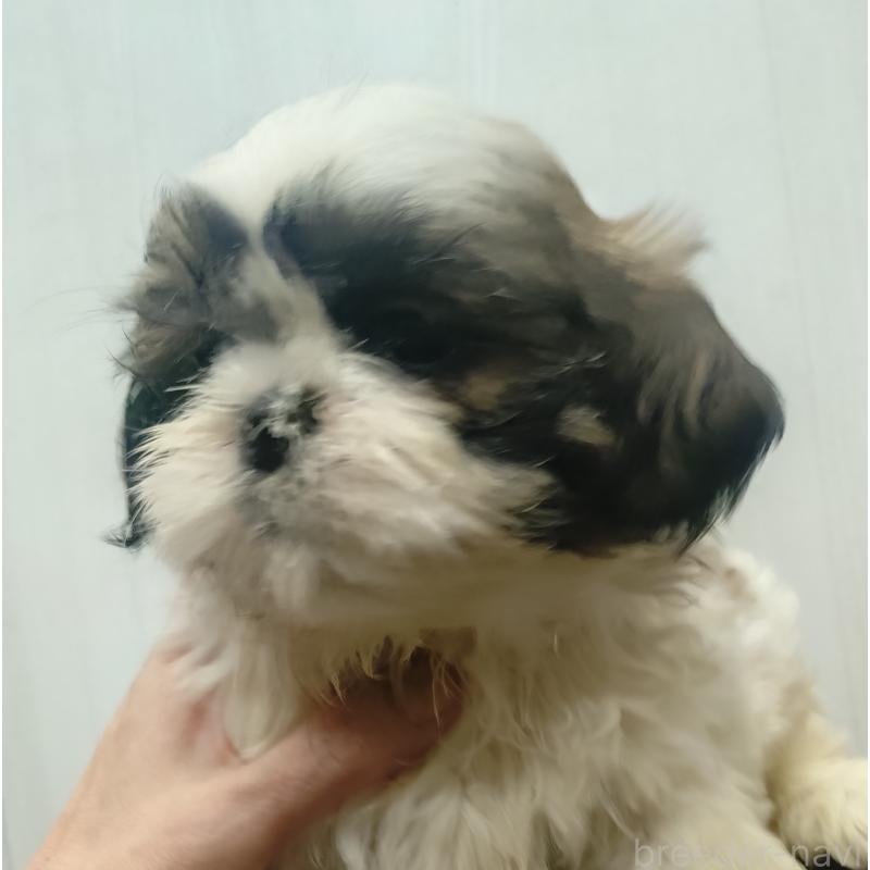 販売中の愛知県のシーズー-428262の6枚目