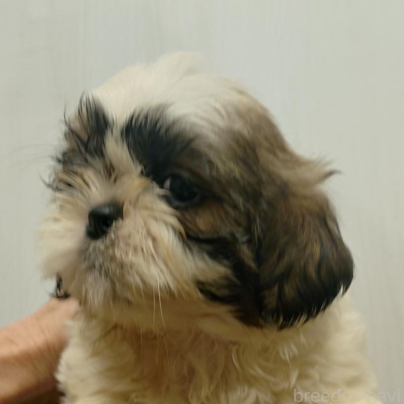 販売中の愛知県のシーズー-428262の4枚目