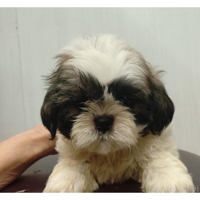 販売中の愛知県のシーズー-428262の3枚目