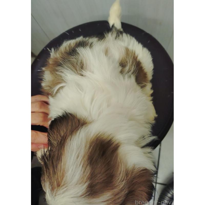 販売中の愛知県のシーズー-428262の2枚目