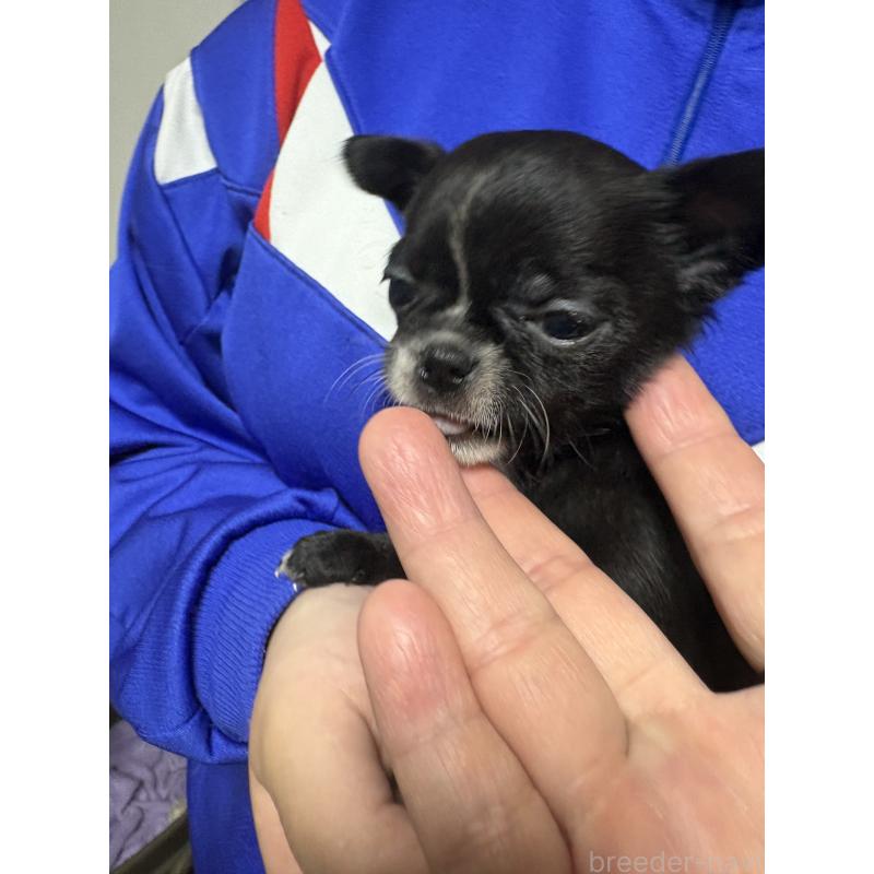 販売中の山口県のチワワ(スムースコート)-426734