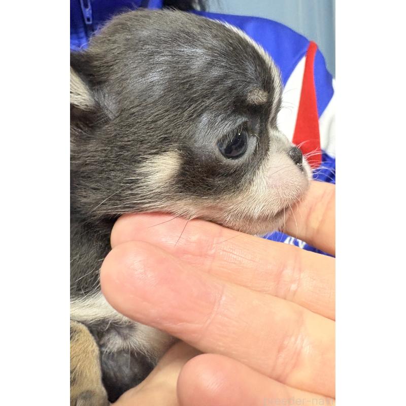 販売中の山口県のチワワ(スムースコート)-426732