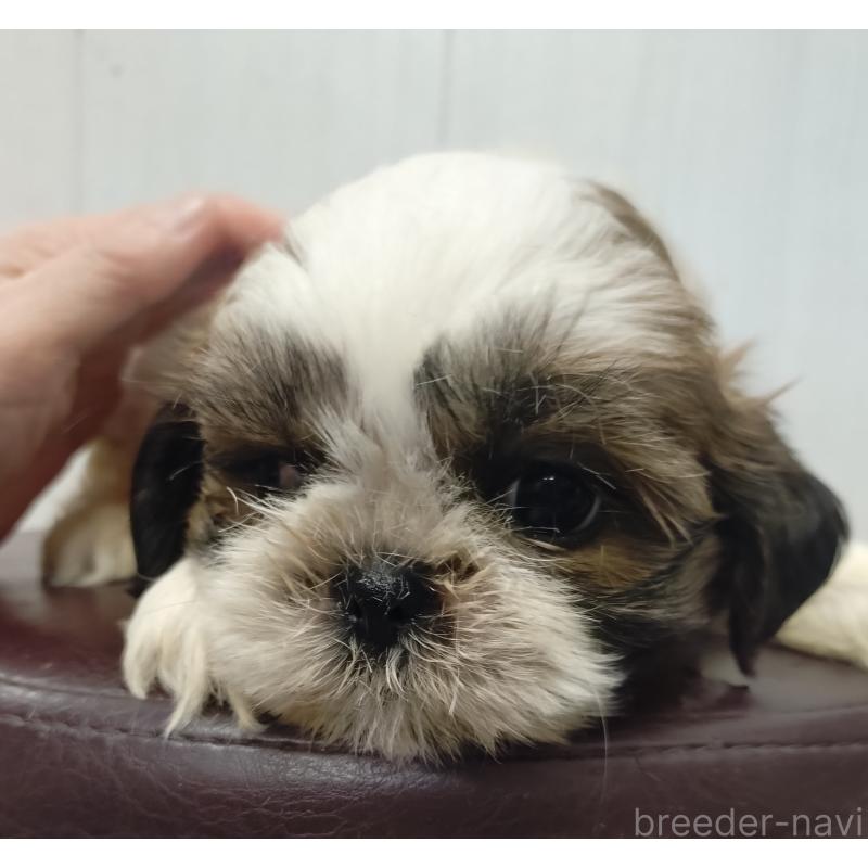 販売中の愛知県のシーズー-428263の8枚目