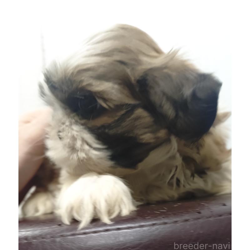 販売中の愛知県のシーズー-428263の7枚目