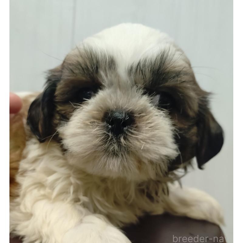 販売中の愛知県のシーズー-428263の6枚目