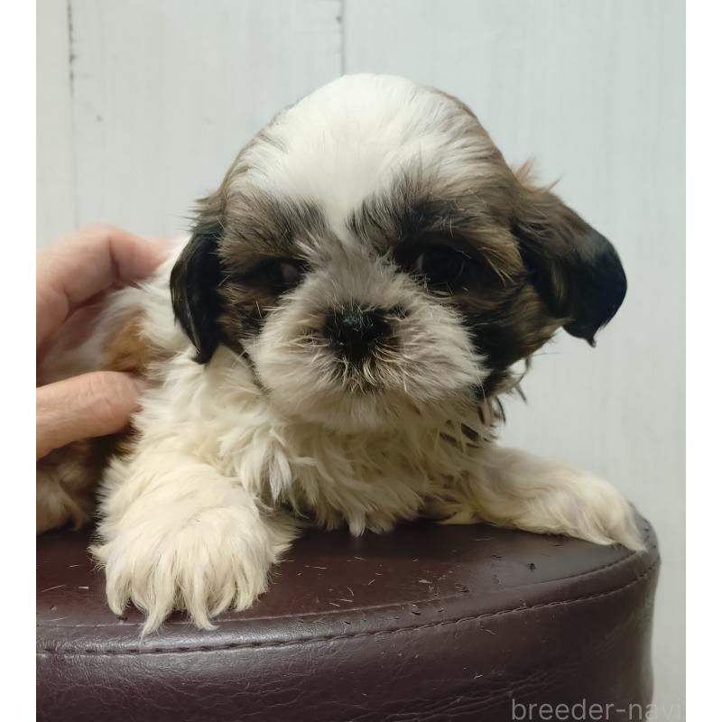 販売中の愛知県のシーズー-428263の5枚目