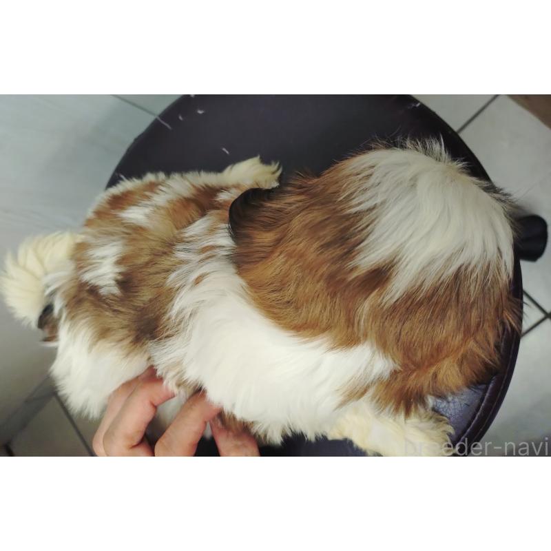 販売中の愛知県のシーズー-428263の3枚目