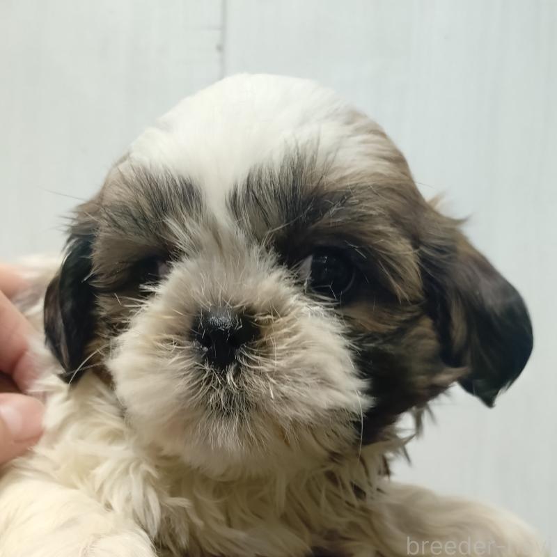 販売中の愛知県のシーズー-428263の2枚目