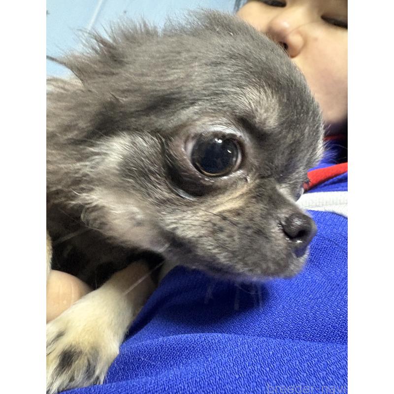 販売中の山口県のチワワ(ロングコート)-414039の4枚目