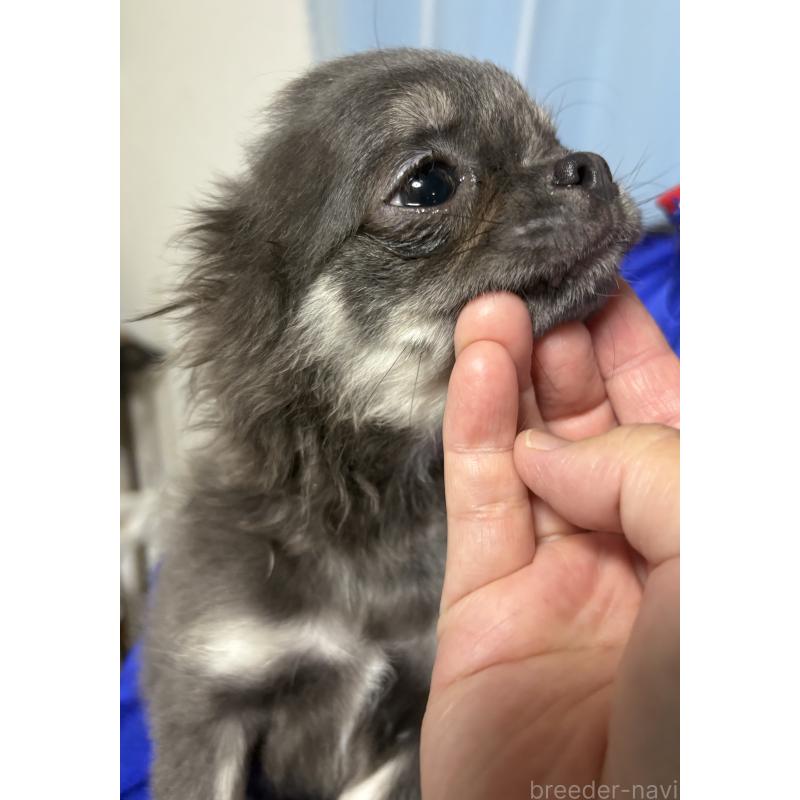 販売中の山口県のチワワ(ロングコート)-414039