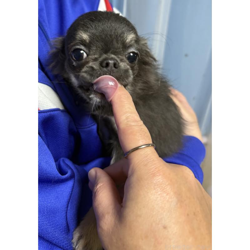 販売中の山口県のチワワ(ロングコート)-413653